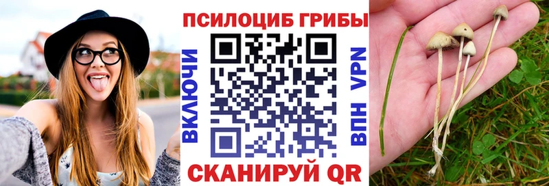 где найти   Кукмор  Псилоцибиновые грибы мицелий 